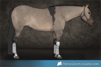 Horse Color:Brown Dun Tobiano 