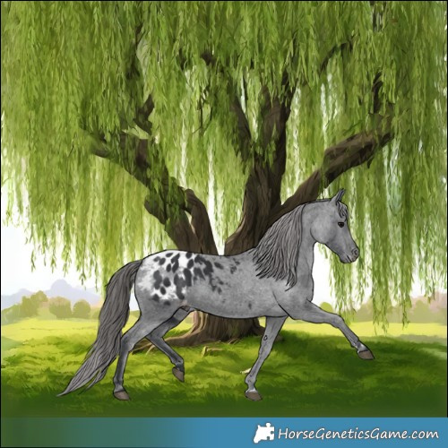 Horse Color:Black Appaloosa