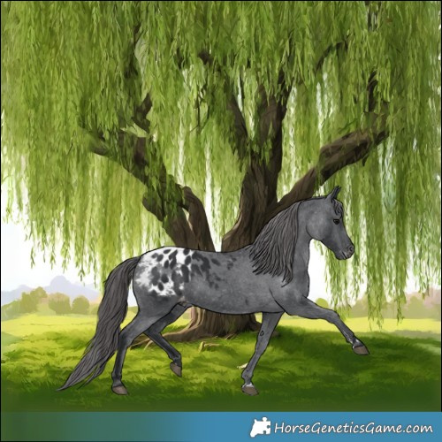 Horse Color:Black Appaloosa