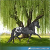 Horse Color:Black Appaloosa 