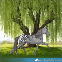 Horse Color:Black Appaloosa 