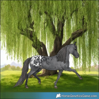 Horse Color:Black Appaloosa