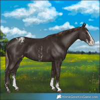 Horse Color:Liver Chestnut Sabino Splash Varnish and Liver Chestnut Sabino Splash Varnish