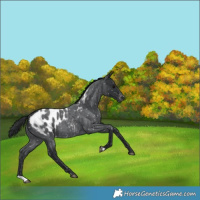 Horse Color:Blue Roan Appaloosa 