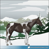 Horse Color:Liver Chestnut Tobiano 