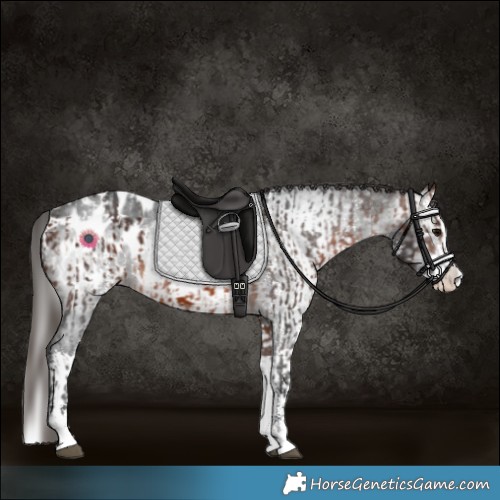 Horse Color:Brown Sabino Splash Appaloosa and Gray Brown Sabino Splash Appaloosa