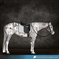 Horse Color:Brown Sabino Splash Blanket  and Gray Brown Sabino Splash Blanket 
