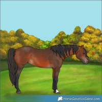 Horse Color:Bay Rabicano 