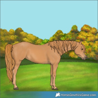 Horse Color:Chestnut Rabicano 
