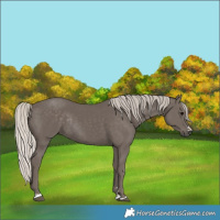 Horse Color:Silver Black Rabicano