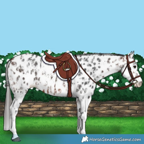Horse Color:Bay Sabino Splash Appaloosa  and Bay Sabino Splash Appaloosa 