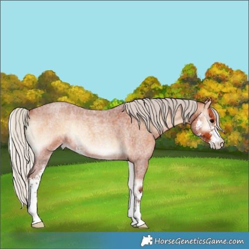 Horse Color:Silver Bay Roan Onyx Sabino Rabicano 
