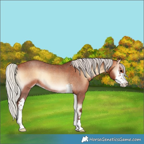 Horse Color:Silver Bay Roan Onyx Sabino Rabicano 