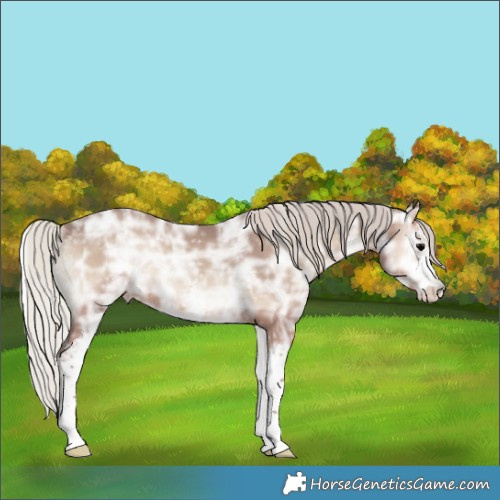 Horse Color:White Spotted Silver Blue Onyx Ice Rabicano 