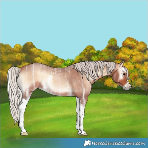 Horse Color:White Spotted Silver Bay Ice Roan Onyx Rabicano