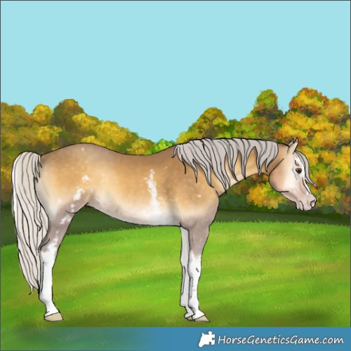 Horse Color:White Spotted Silver Classic Cream Champagne Onyx 