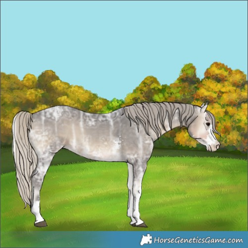 Horse Color:Silver Smoky Blue Onyx Ice Sabino 