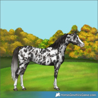 Horse Color:Liver Chestnut Sabino Splash Appaloosa  and Gray Liver Chestnut Sabino Splash Appaloosa 