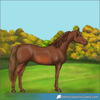 Horse Color:Chestnut 