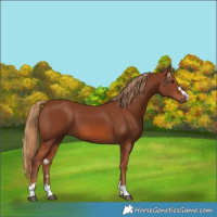 Horse Color:Chestnut 