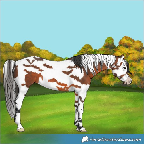 Horse Color:Brown Splash Tobiano 