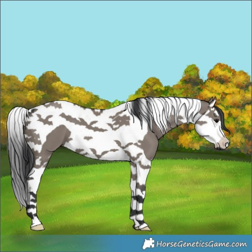 Horse Color:Grullo Splash Tobiano 