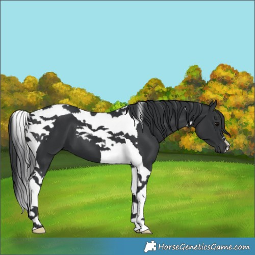 Horse Color:Black Tobiano 