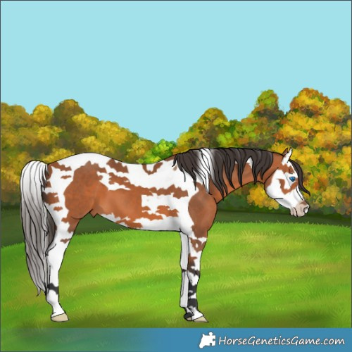 Horse Color:Bay Splash Tobiano 