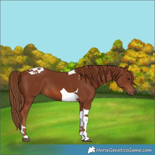 Horse Color:Chestnut Tobiano 