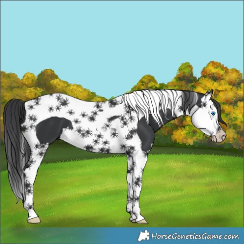 Horse Color:Black Splash Tobiano 