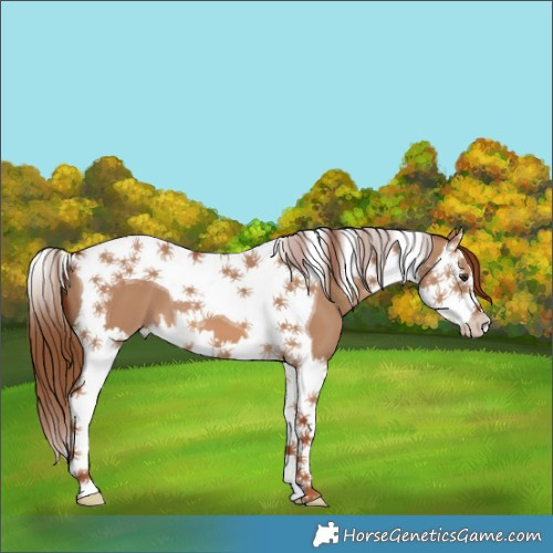 Horse Color:Red Dun Splash Tobiano 