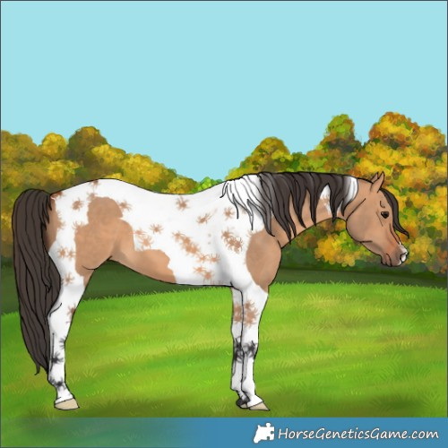 Horse Color:Bay Dun Tobiano