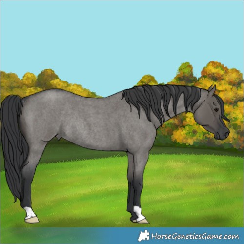 Horse Color:Grullo Roan Rabicano 