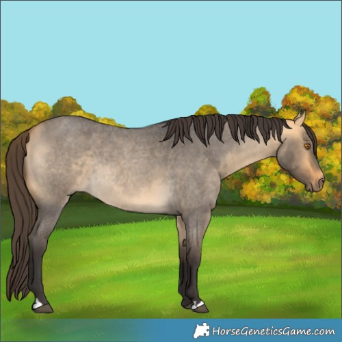 Horse Color:Buckskin Roan Dun Rabicano 