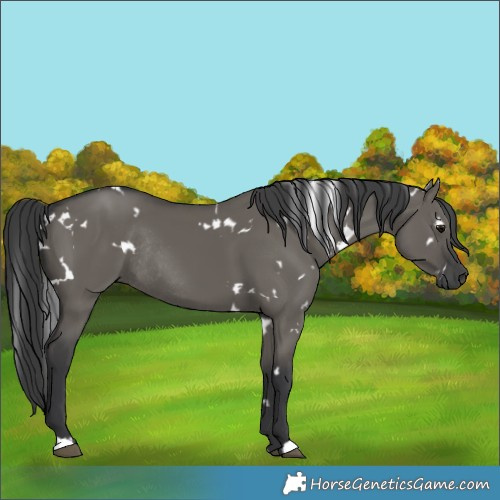 Horse Color:White Spotted Grullo Rabicano 