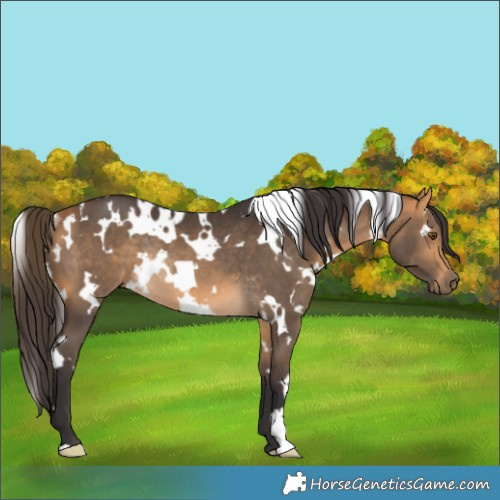 Horse Color:White Spotted Buckskin Rabicano 