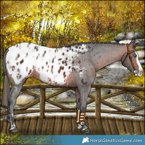 Horse Color:Bay Sabino Splash Appaloosa  and Bay Sabino Splash Appaloosa 