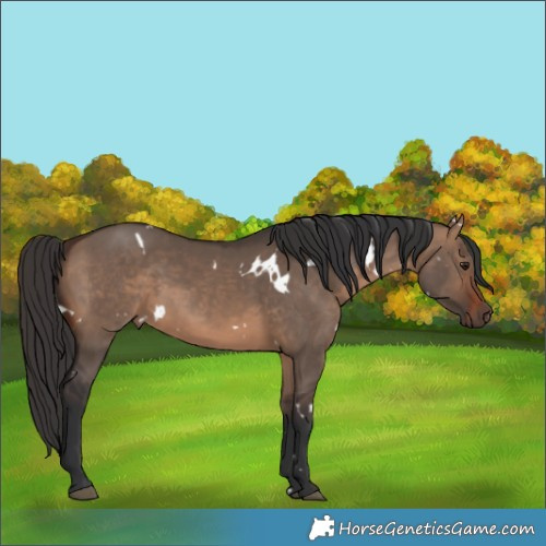 Horse Color:White Spotted Brown Dun Rabicano 