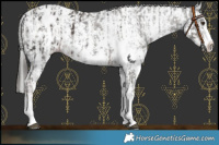 Horse Color:Liver Chestnut Sabino Splash Blanket  and Gray Liver Chestnut Sabino Splash Blanket 