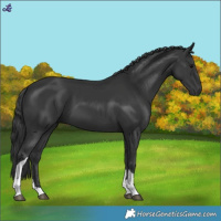 Horse Color:Black Tobiano 