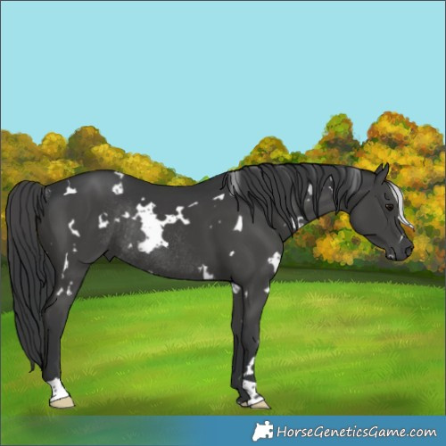 Horse Color:White Spotted Black Rabicano 
