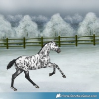 Horse Color:Blue Roan Appaloosa
