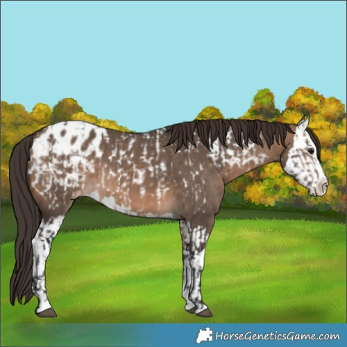 Horse Color:Brown Dun Sabino Splash Appaloosa  and Brown Dun Sabino Splash Appaloosa 