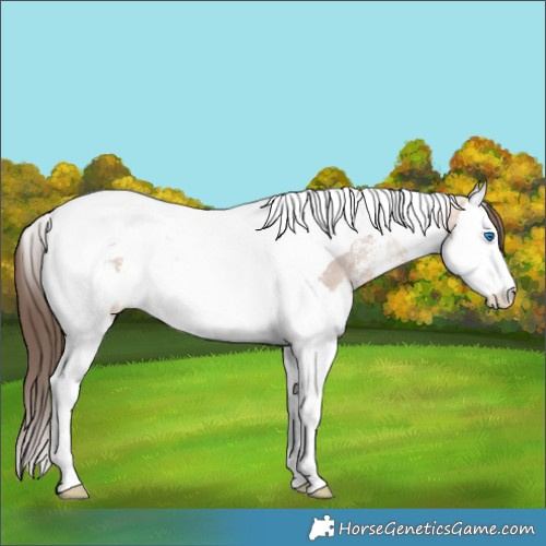 Horse Color:Amber Champagne Ice Sabino Splash Tobiano Appaloosa Rabicano