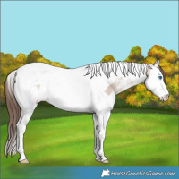 Horse Color:Amber Champagne Ice Sabino Splash Tobiano Varnish Rabicano 