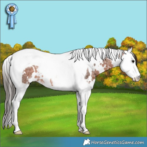 Horse Color:White Spotted Bay Ice Splash Tobiano Rabicano 