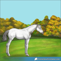Horse Color:Grullo Sabino Splash Tobiano Frame Appaloosa Rabicano 