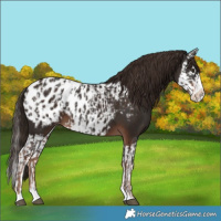 Horse Color:Liver Chestnut Sabino Splash Blanket  and Liver Chestnut Sabino Splash Blanket 