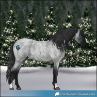 Horse Color:Midnight Blue Ice Roan 