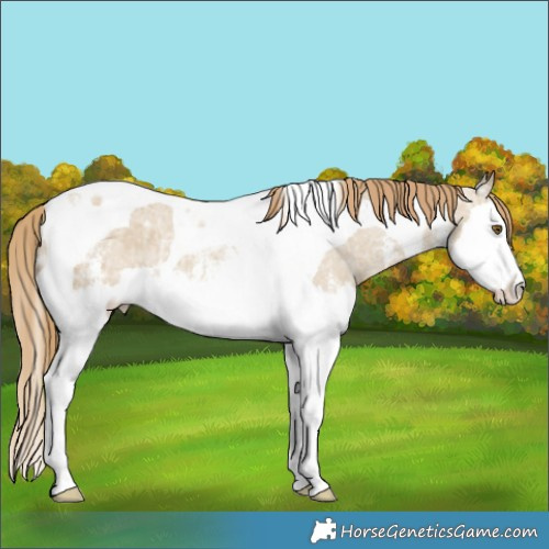 Horse Color:Classic Cream Champagne Ice Dun Sabino Splash Tobiano Appaloosa Rabicano 